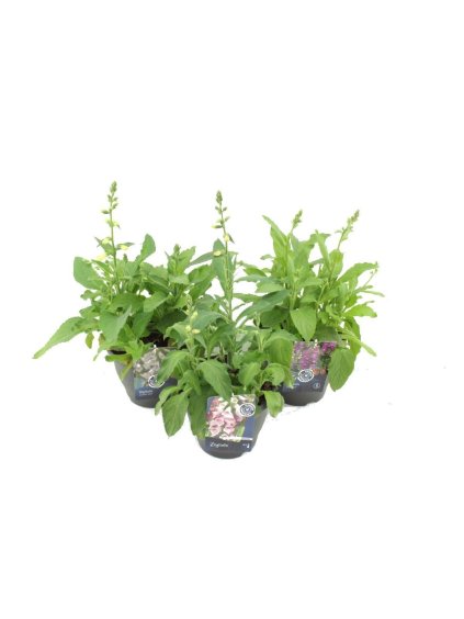 Digitalis purpurea mix V65cm