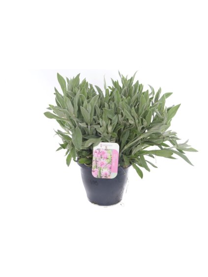 Lychnis overig V55cm