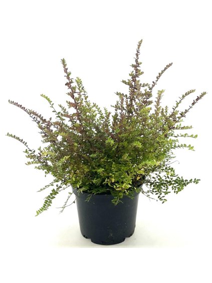 Lonicera nitida V40cm