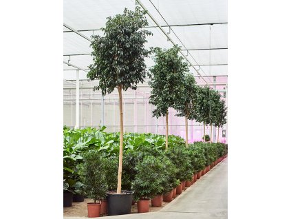 Ficus benjamina 'Danielle' R45cm V300cm