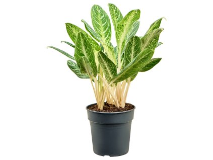 Aglaonema 'Key Lime' V70cm