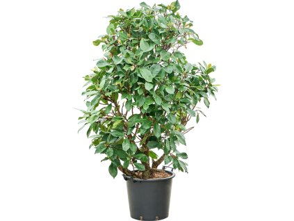 Ficus cyathistipula R45cm V180cm
