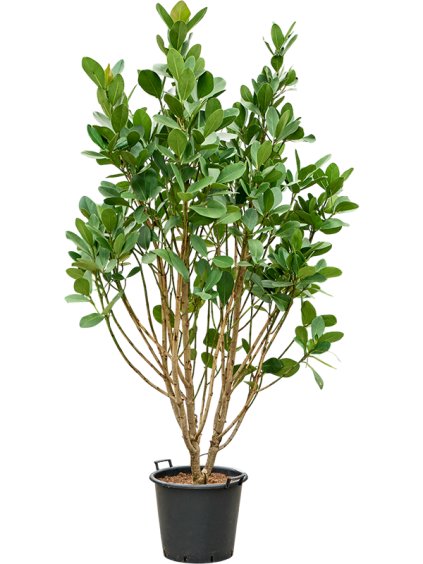 Clusia rosea R50cm V250cm