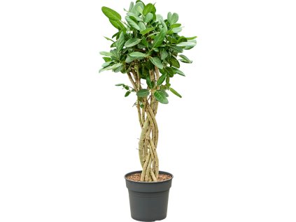 Ficus benghalensis 'Audrey' R34cm V140cm