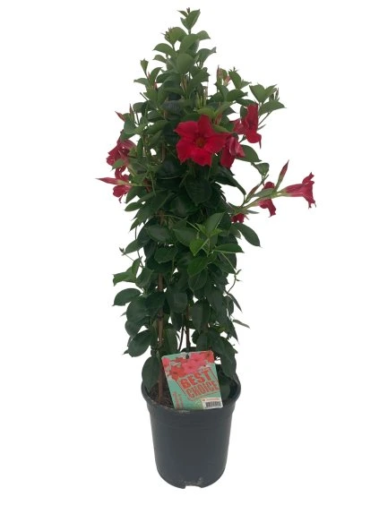 Sundaville (Dipladenia) V75cm