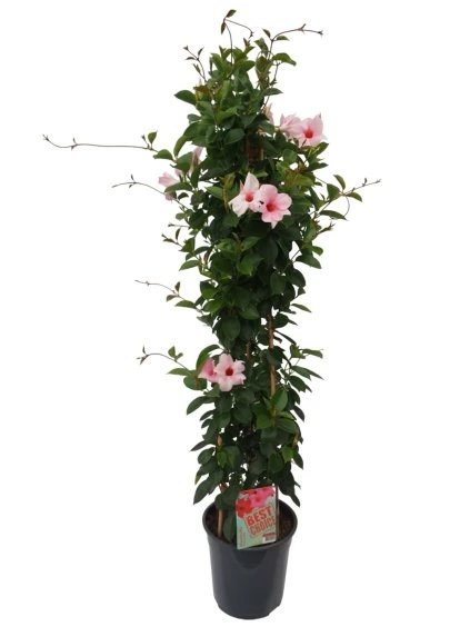 Sundaville (Dipladenia) V110cm