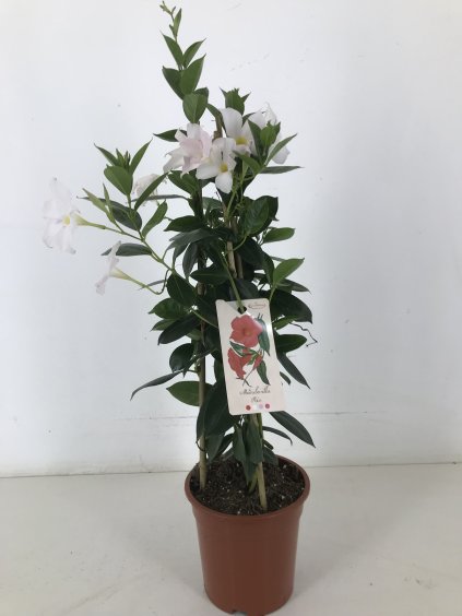 Mandevilla (Dipladenia) Rio White V70cm