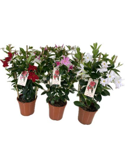 Mandevilla (Dipladenia) Rio mix V65cm