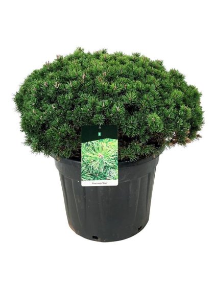 Pinus mugo Mops V110cm