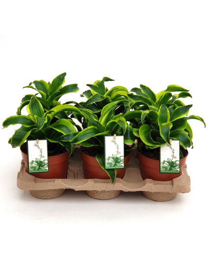 Dracaena fragrans Tornado V22cm