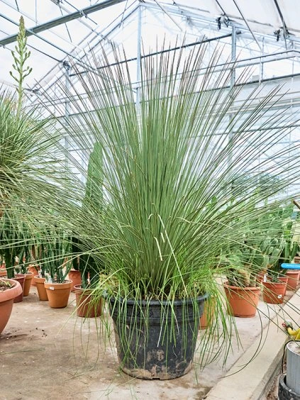 Dasylirion longissimum V170cm