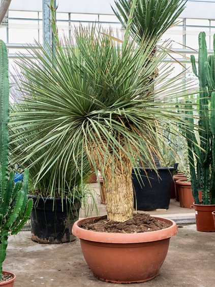 Yucca linearifolia V175cm