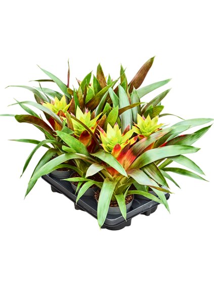 Guzmania 'Fancy' 6/tray V40cm