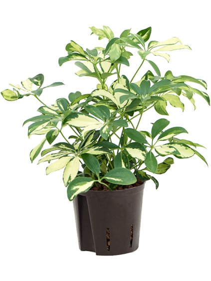 Schefflera arboricola 'Trinette' V30cm