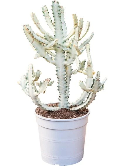 Euphorbia lactea 'Ghost' R27cm V80cm