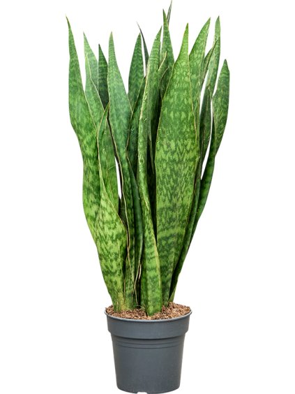 Sansevieria 'Sauvage' R30cm V120cm