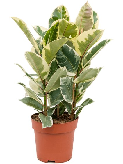 Ficus elastica 'Tineke'