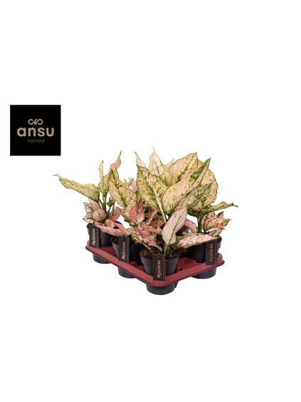 Aglaonema Rosy