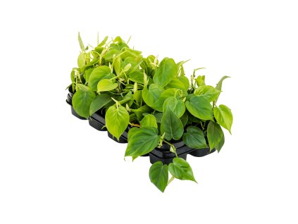 Philodendron scandens R12 V20cm