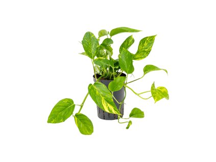 Scindapsus (Epipremnum) ´Aureum´ 15/19 V30cm