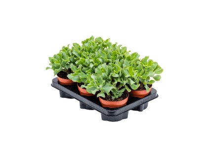 Crassula ´Curly Green´ R12 V20cm