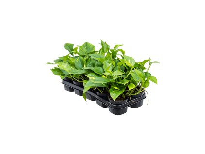 Scindapsus (Epipremnum) ´Aureum´ R12 V25 cm
