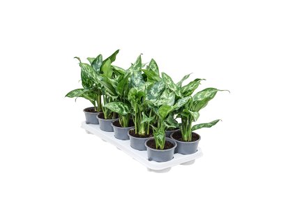Aglaonema "Maria" R11 V25cm