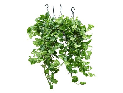 Scindapsus (Epipremnum) ´Global Green´, 15, 40cm