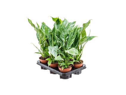 Spathiphyllum ´Diamond´ R12 V40 cm
