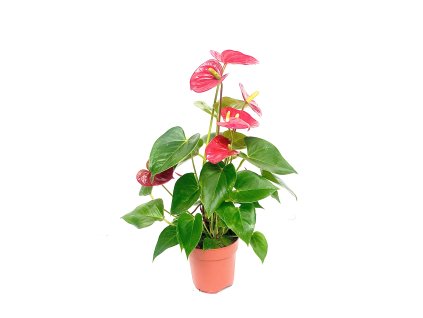 Anthurium R12 V45cm, rôzne farby