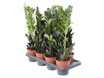 Zamioculcas zamiifolia 'Raven' 7/tray R14cm V50cm