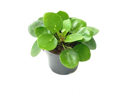 Pilea peperomides