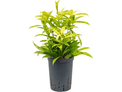Dracaena surculosa ´Mike´ 15/19 V40cm