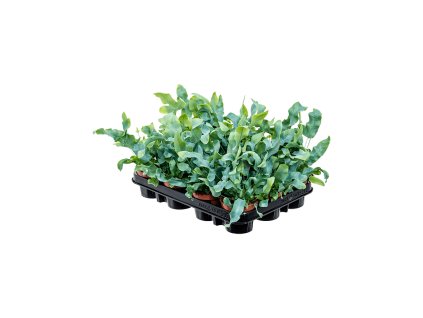 Phlebodium aureum ´Blue Star´ R9 V20cm