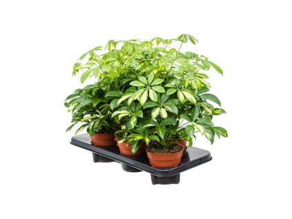 Schefflera arboricola ´Gerda´ R13 V40cm