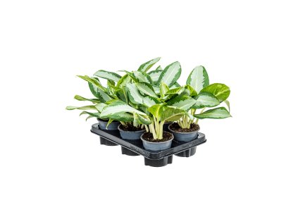 Aglaonema 'Osaka Green' R12 V25cm