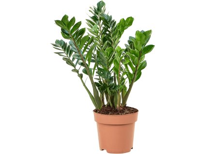 Zamioculcas zamiifolia R27cm V100cm