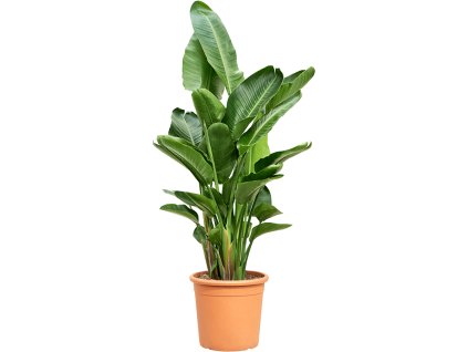 Strelitzia nicolai tuft R40 V160cm