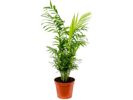 Chamaedorea elegans 17x50cm