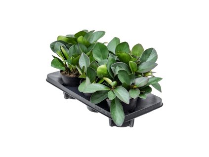 Peperomia clusifolia ´Red Margin´ R14 V25cm