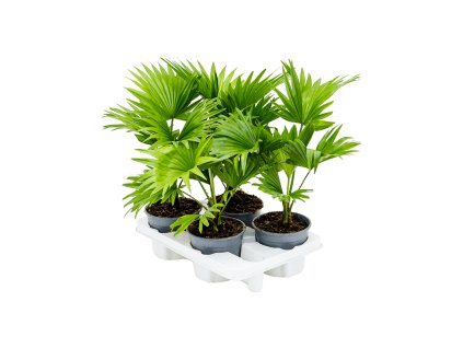 Aglaonema maria R14 V30 HydroFlora