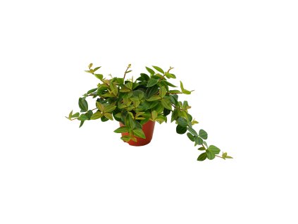 Peperomia angulata "Rocca Scuro" R12 V20cm