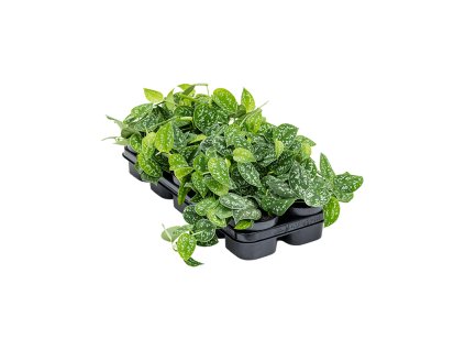 Scindapsus pictus R12 V15cm