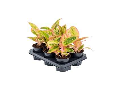 Aglaonema 'Salmon Fantasy' R12 V25cm