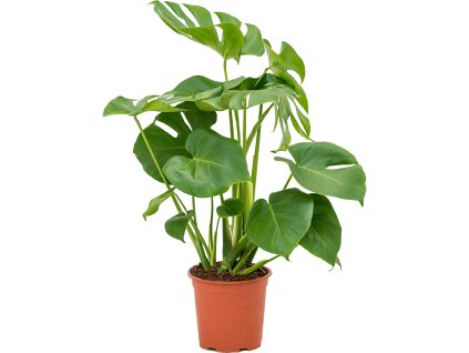 Monstera deliciosa R19 V70cm