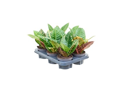Croton (Codiaeum) variegatum ´Petra´ R12 V20cm