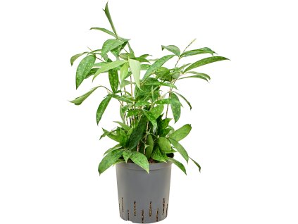 Dracaena surculosa 18/19 V50cm