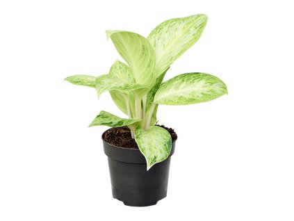 Aglaonema ´Arctic Lime´ R12 V30cm