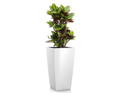 Croton Petra (Codiaeum) - v kvetináči Lechuza Cubico 40 all-in-one set