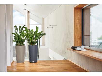 2x Zamioculcas zamiifolia - v kvetináči Lechuza Cilindro 32 all-in-one set